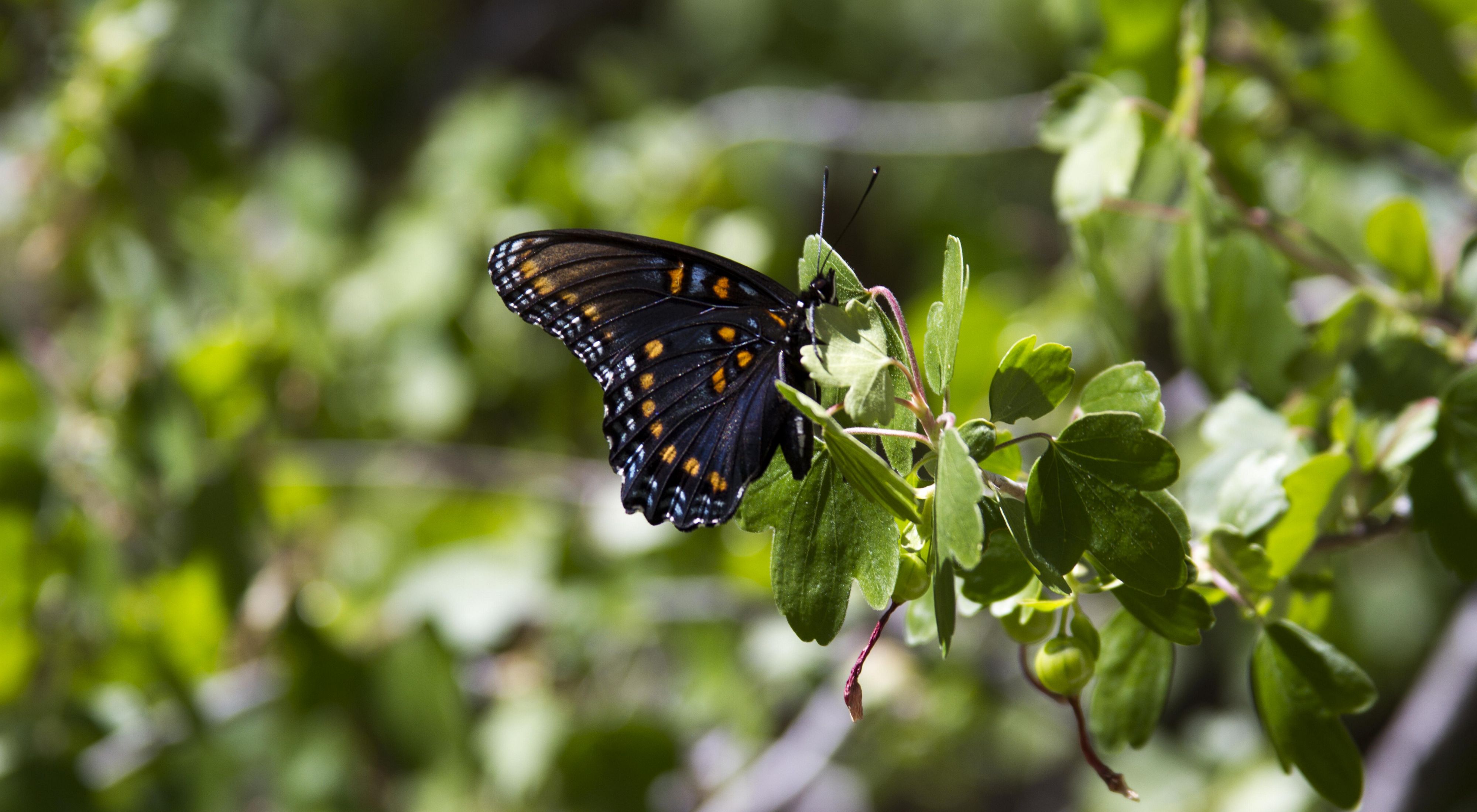 A butterfly on a leafy branch at Ramsey Canyon Preserve.