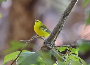 A blue-winged warbler, a small yellow songbird with bluish wings, perches on a branch.