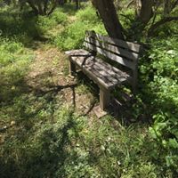 A wooden bench sits alongside a trail, green with vegetation.