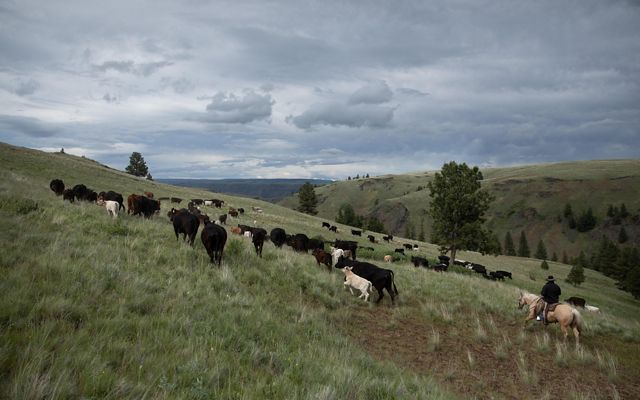 Ranchers lead a herd of cattle on the Zumwalt Prairie Preserve in Wallowa County, Oregon. 