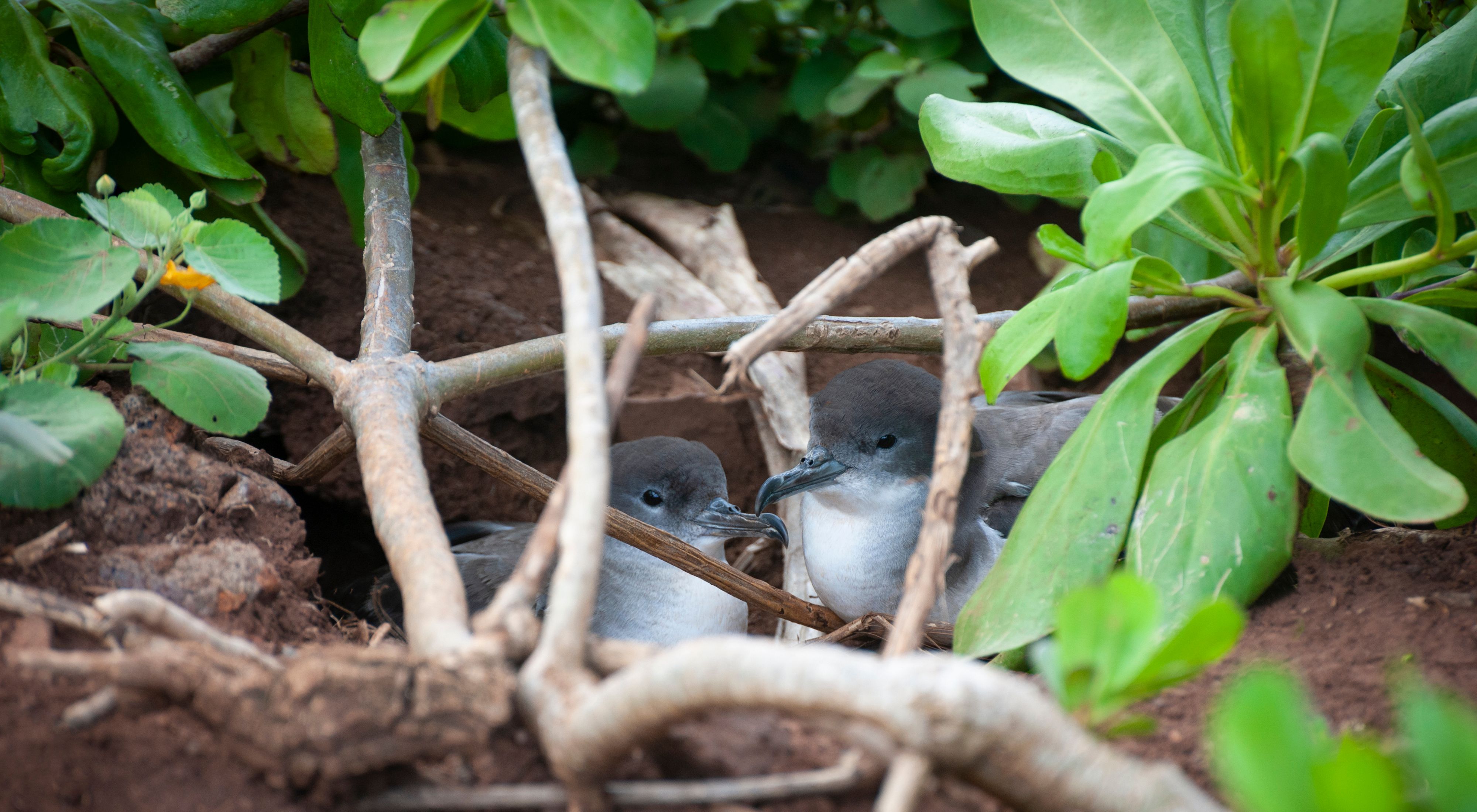 Two grey birds sit in their nest amongst dirt and green plants.