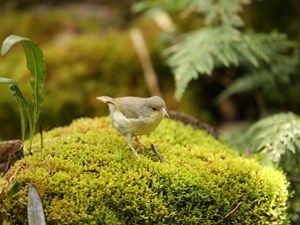 An 'akikiki, a small brown-and-tan bird, stands on a moss-covered rock in a forest.