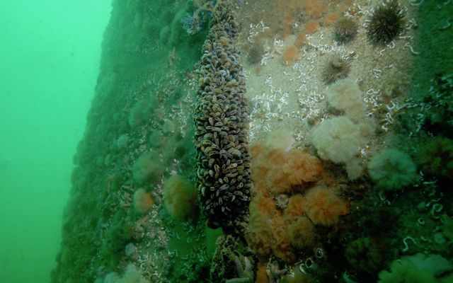 Marine community on a Belgian offshore gravity-based wind turbine foundation, including blue mussels, plumose anemones, sea urchins, common starfish, barnacles and tubeworms.
