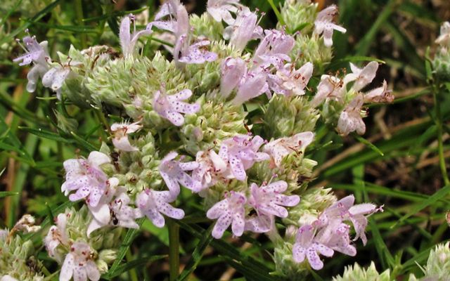 A cluster of blossoms on a shrub. White flowers with small purple dots on the petals.