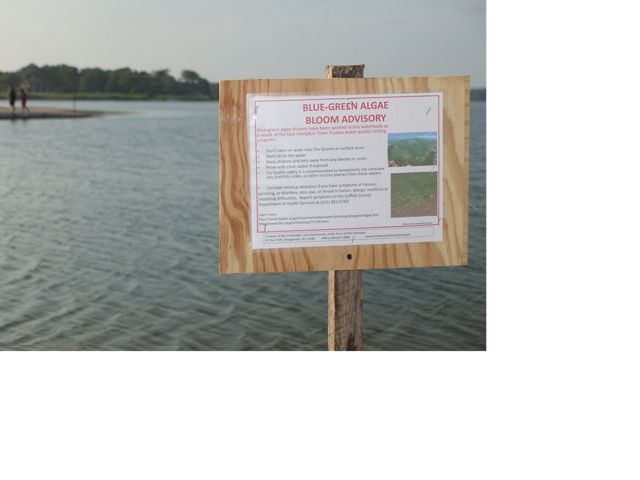 Signs like this one are common sights on Long Island, where blue-green algae blooms produce a powerful toxin, called microcystin, which can make people and wildlife sick.