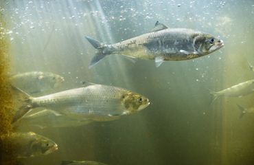 A school of six silvery fish swim through greenish blue water. Small bubbles float near the surface of the water and a yellow shaft of light shines down through the water.