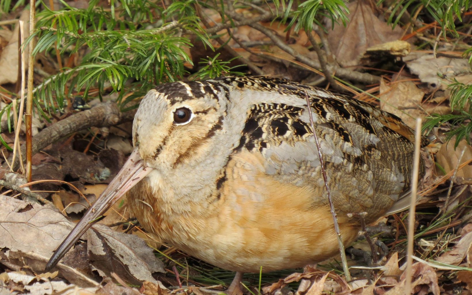 A brown bird rests on the forest floor.