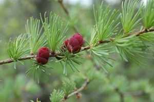 Two red berries grow on a pine branch.