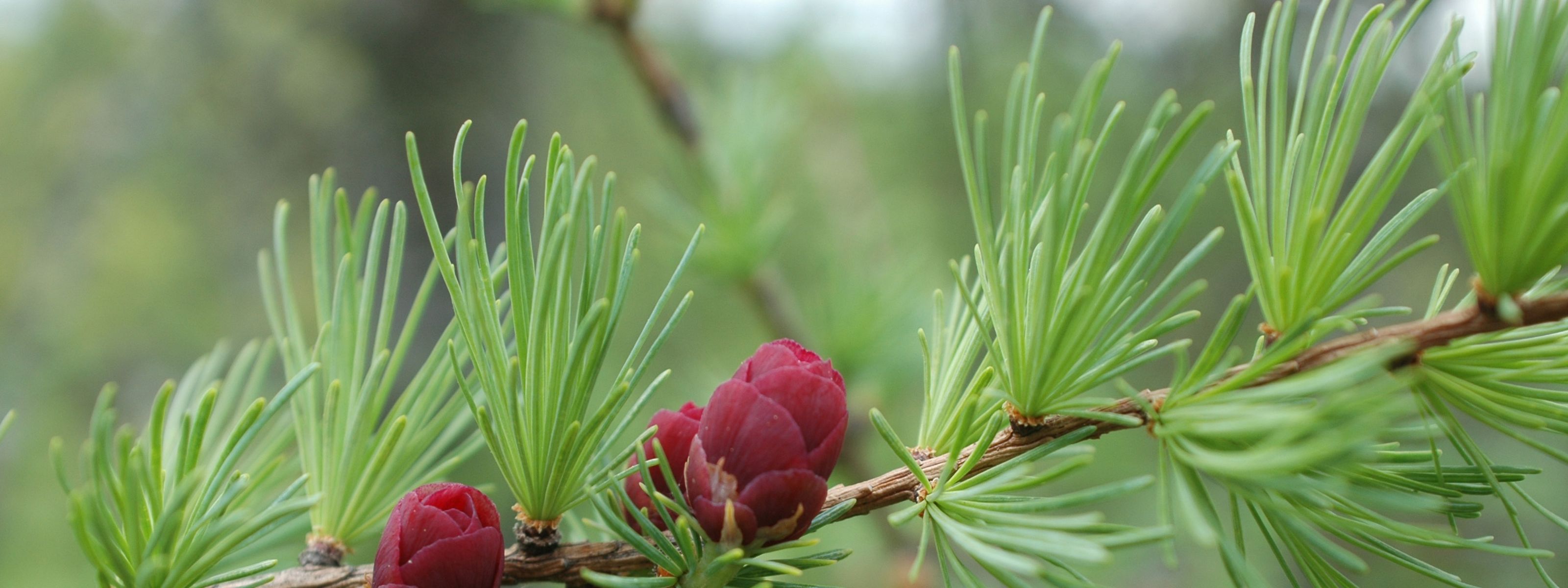 A close up of a brown branch with small green pines and three clustered red berries growing off of it.