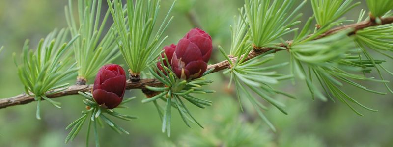 Two round, red berries grow on a stem against bright green needles.