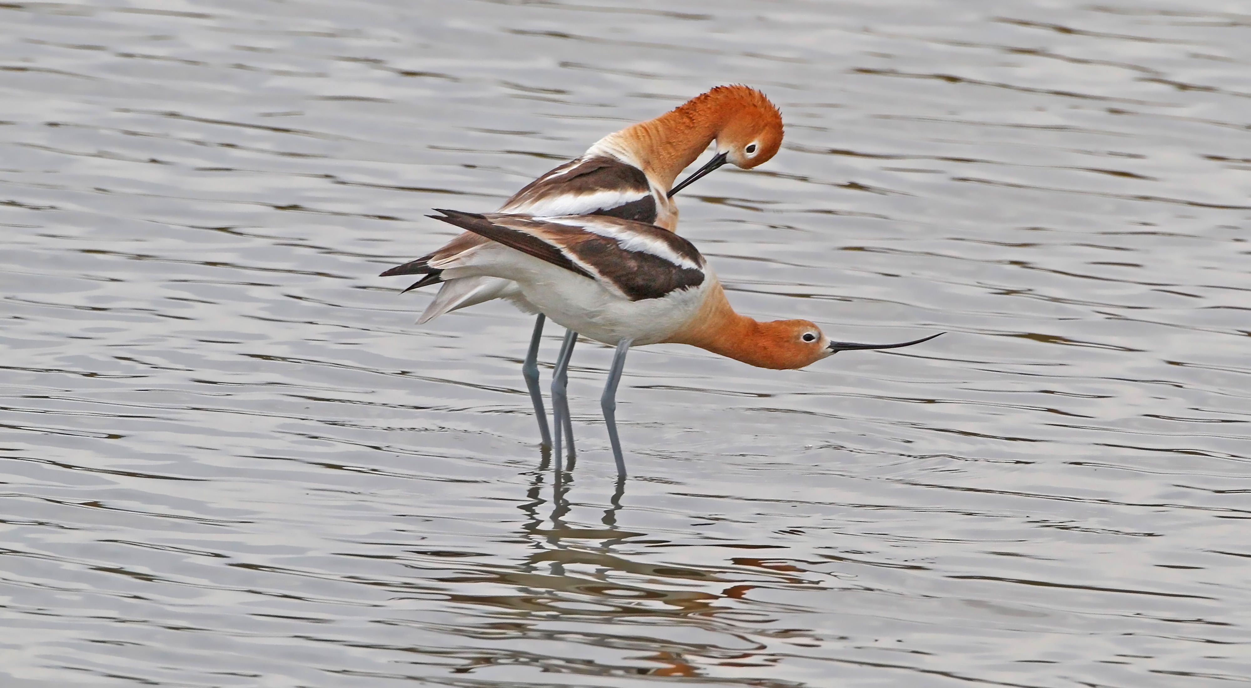 Two red-headed birds entwined while standing in shallow water.