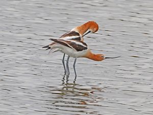 Two entwined American avocets stand in shallow water.