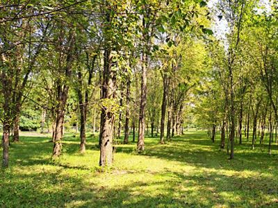 A grove of mature elm trees. The tall trees are planted in neat rows. The grass beneath them is dappled in light and shade.