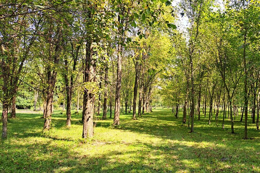 A grove of mature elm trees. The tall trees are planted in neat rows. The grass beneath them is dappled in light and shade.