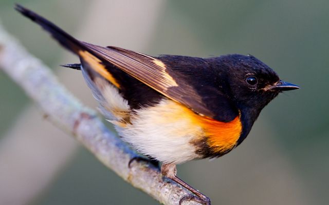 Closeup of an American redstart, a small songbird with a black back and head, white belly and bright orange patches on its shoulders, perches on a branch.