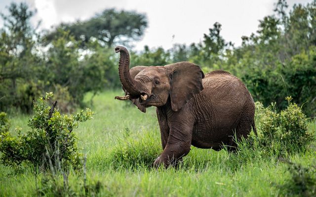 An elphant lifts its trunk into the air as it walks through a field of tall green grass.