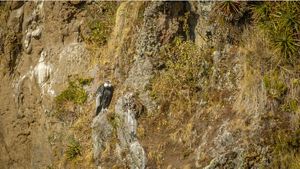 Cóndor andino en la zona de conservación de Antisana, Ecuador. 