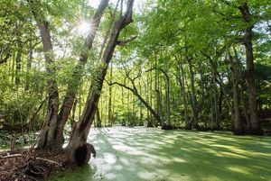 Green forest and a swamp.