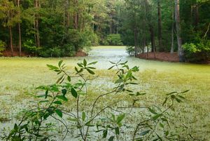 Green swamp surrounded by trees.