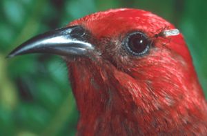 An insect rests on a bird's eye.