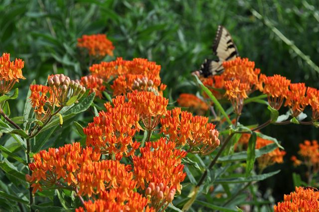 Orange cluster of Butterfly Weed flowers.