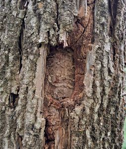 Closeup of a white ash bark that has withstood the ravages of emerald ash borer insects.