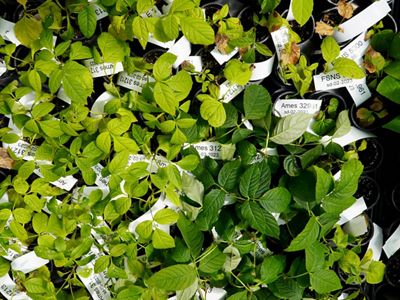 Young ash seedlings are being bred for resistance to Emerald ash borer at the USDA Forest Service's Northern Research Station in Delaware, Ohio.
