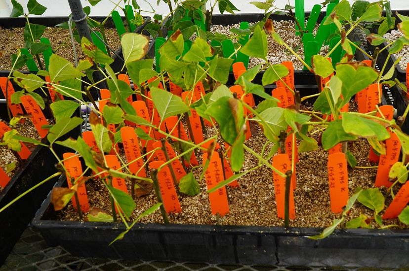 Young ash seedlings are being bred for resistance to emerald ash borer at the USDA Forest Service's Northern Research Station in Delaware, Ohio.