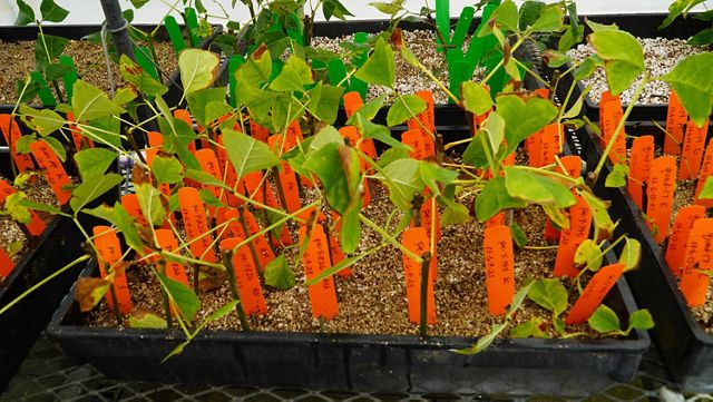 Young ash seedlings are being bred for resistance to emerald ash borer at the USDA Forest Service's Northern Research Station in Delaware, Ohio.