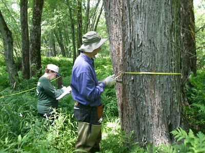 Scientists measure trees in a floodplain forest.