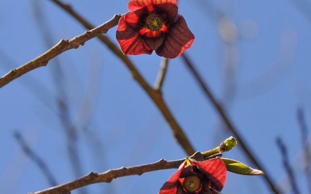 Red flowers emerging from brown branches.