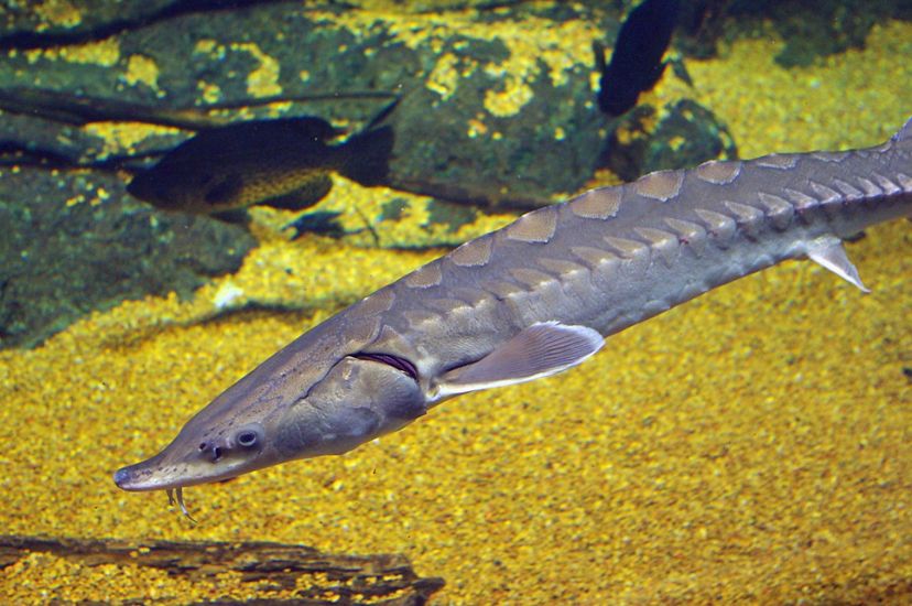 A large fish with bony plates on its back floats in the water above a sandy golden river bottom.