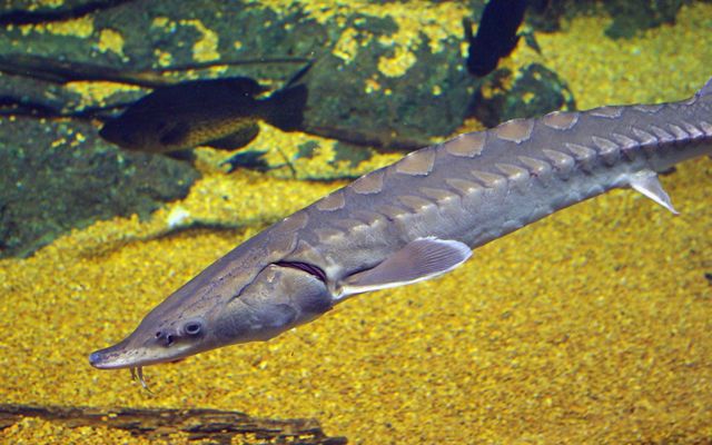 (Acipenser oxyrhynchus) Overfishing devastated populations of this ancient fish species that can grow as long as 16 feet.