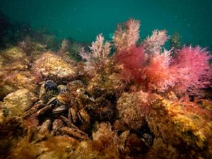 A cluster of mussels nestled among rocks, next to feathery pink plants underwater.