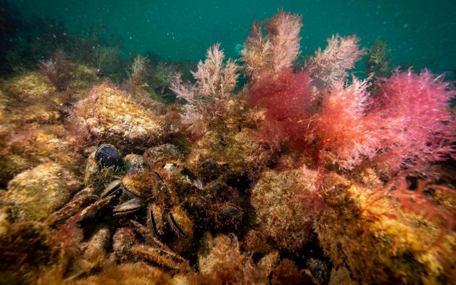 A cluster of mussels nestled among rocks, next to feathery pink plants underwater.