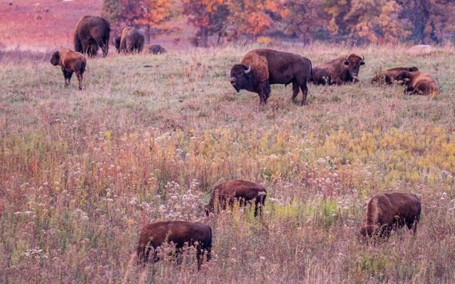 Bison in autumn-colored prairie.