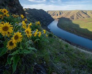 Yellow flowers growing on a hillside with a river flowing underneath.