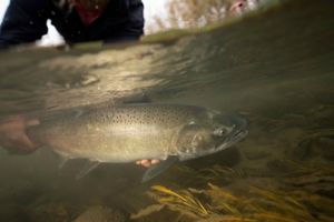 Salmon swimming in a river.