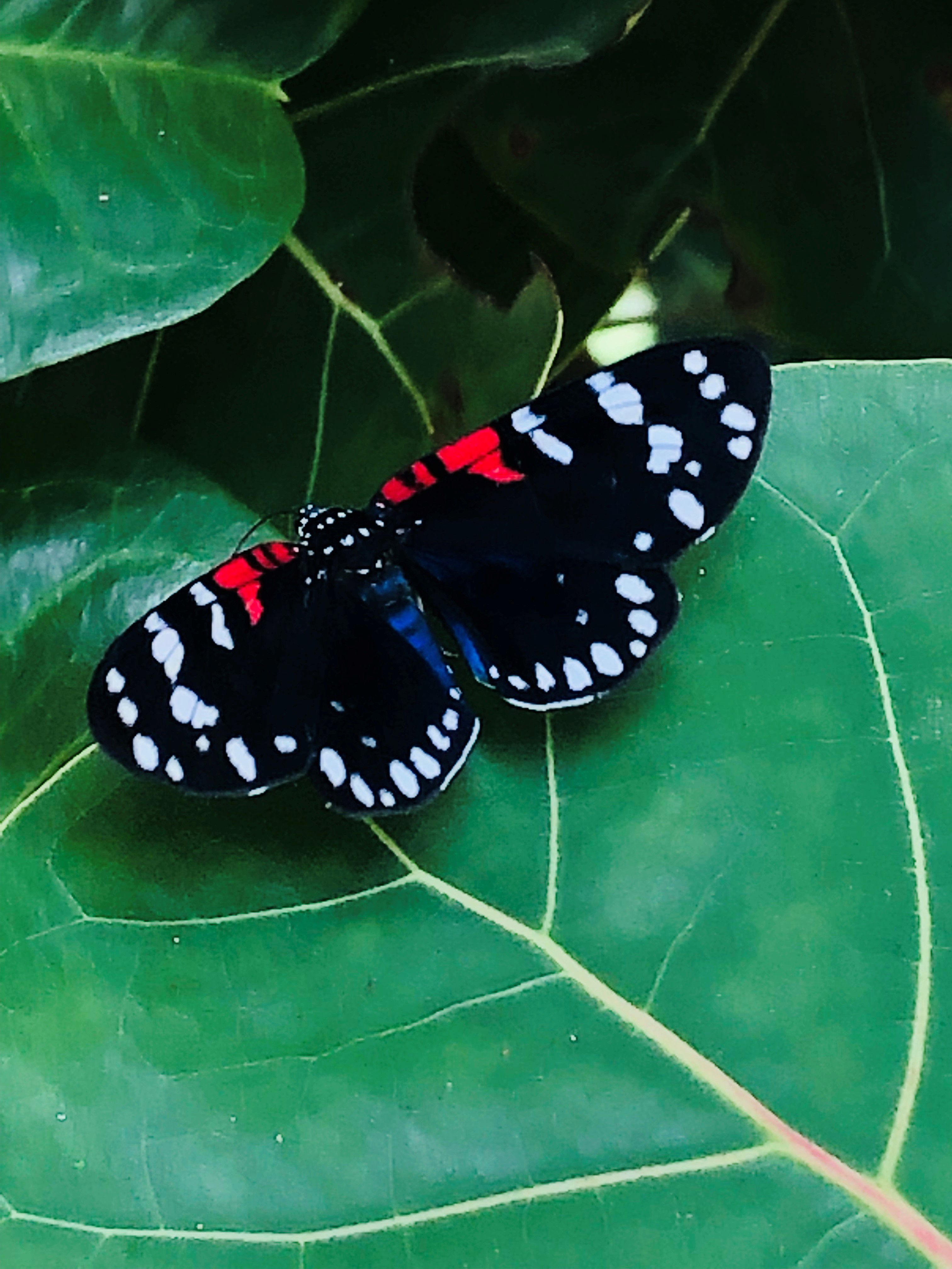 A black faithful beauty moth with red and white spots lights on a broad leaf at Blowing Rocks Preserve. 