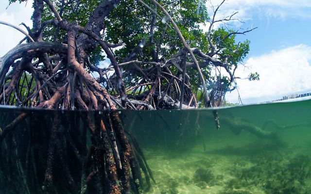 Split view of mangrove roots below the water's surface and the roots and the rest of the tree extending upward out of the water above the waterline.