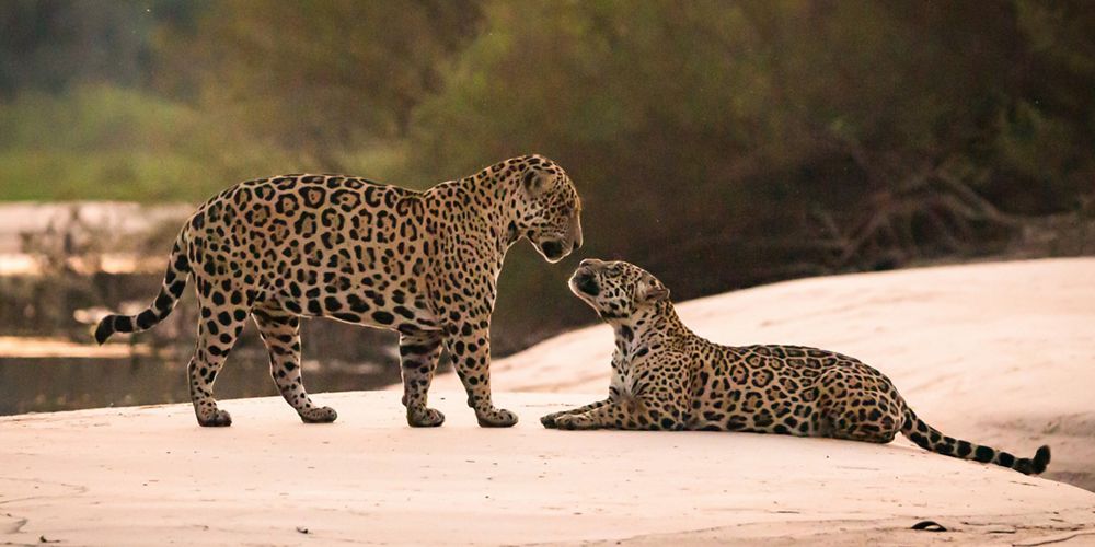 Jaguares en Brasil.
