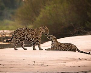 Dos jaguares interactuando hacen parte de la biodiversidad de Latinoamérica.
