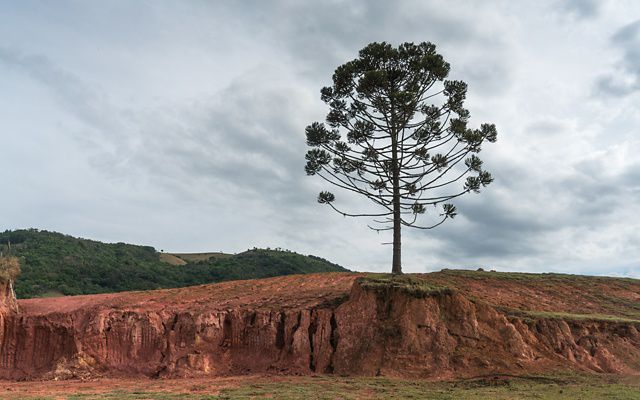 A lone Brazil nut tree stands above an eroding edge of an agricultural field in the Mantiqueria range of Brazil's Atlantic Forest. 