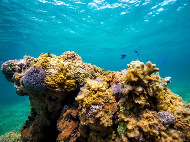 A coral reef thrives in protected waters near Eleuthera, The Bahamas.