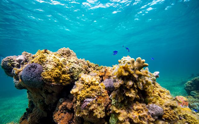 A coral reef thrives in protected waters near Eleuthera, The Bahamas.
