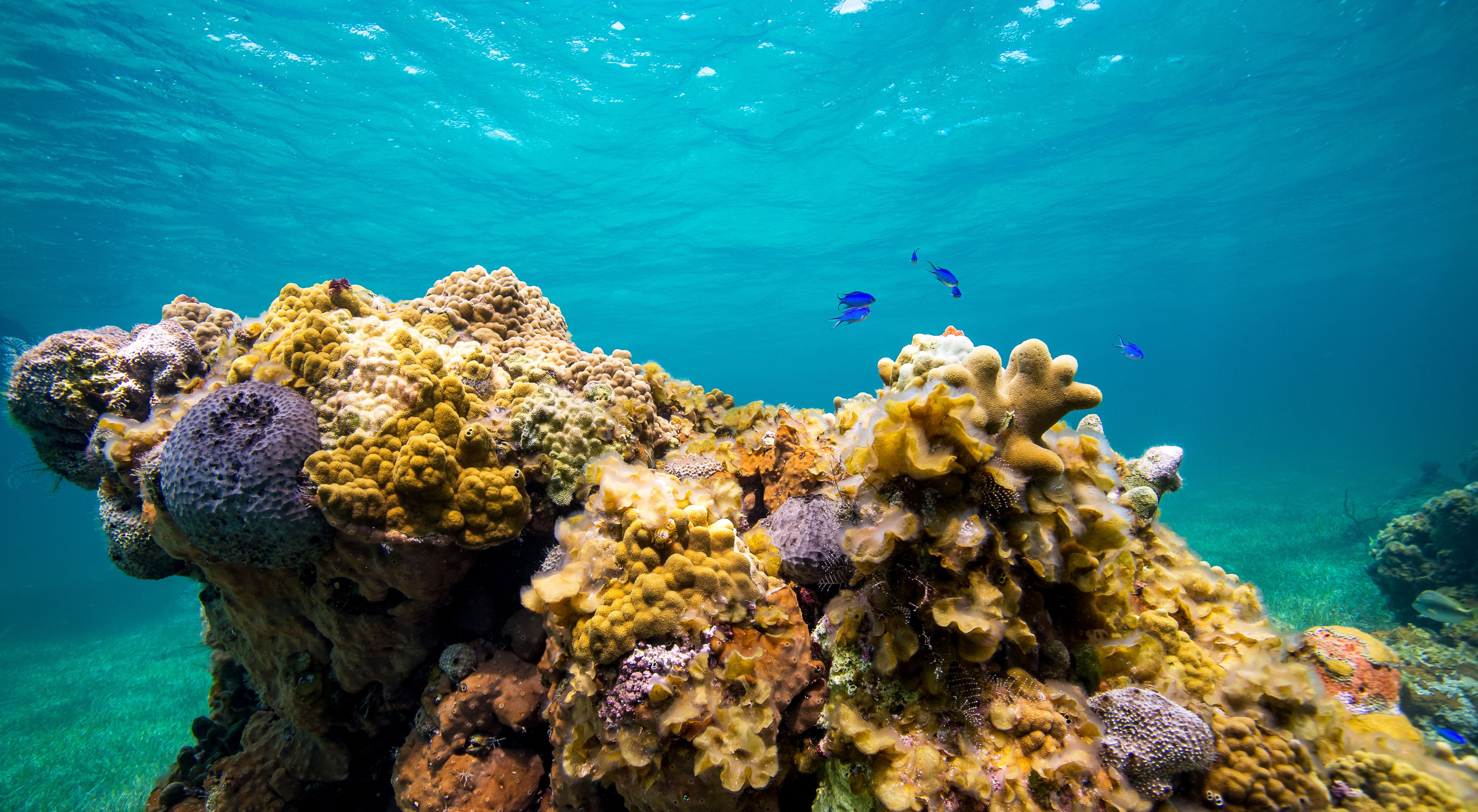 Small blue fish swim over a reef covered in multi-colored corals, surrounded by turquoise ocean waters.