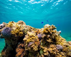 Colorful, healthy corals form a thriving reef in clear, turquoise waters in The Bahamas.