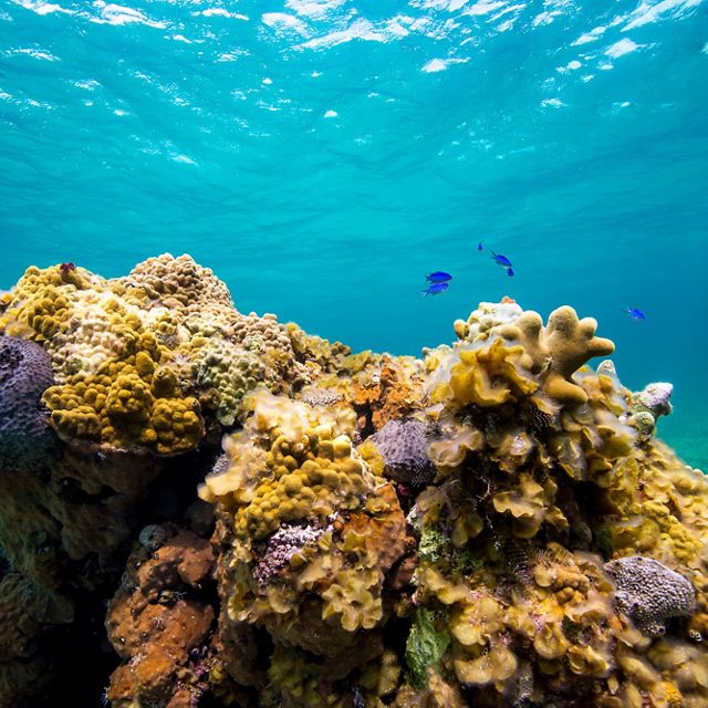 Underwater image of a coral reef in the Bahamas with blue fish swimming around it, sand banks in the background. 