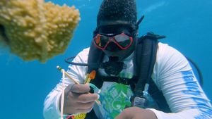 A young man scuba dives and examines a coral nursery