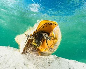 A queen conch on the ocean floor near Grand Bahama